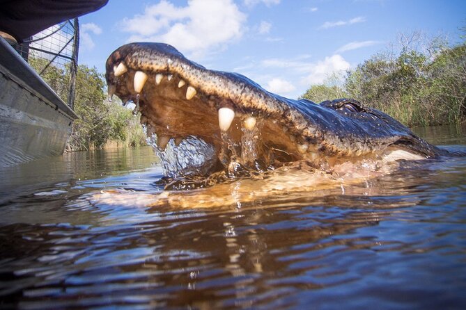 1 hr Private Airboat Everglades Tour near Miami - Stop by Stop: What the Guide Tries to Show You