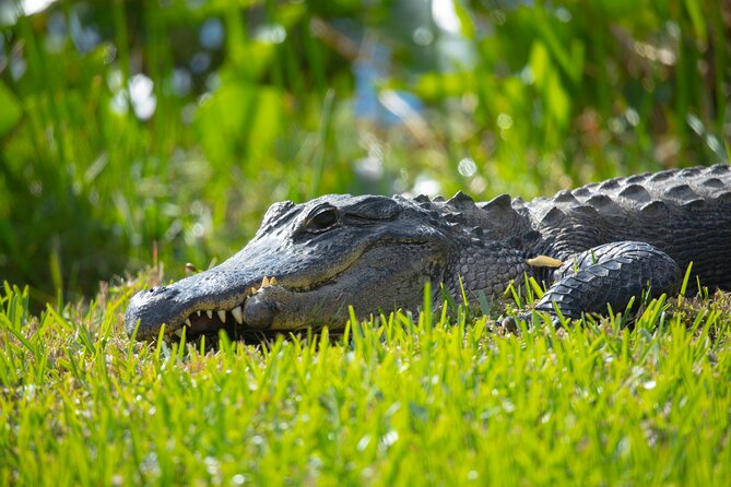 1 hr Private Airboat Everglades Tour near Miami - Baby Alligator Photos: A Fun Moment With Real Considerations