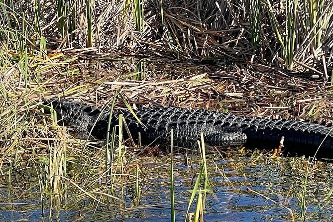60 min. Everglades Airboat ride & pick-up ,small group +pro guide - Price and value: is $78 a fair deal for an Everglades day?