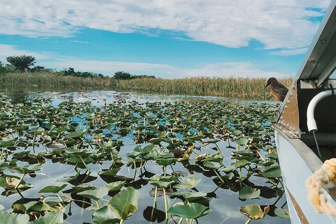 60 min. Everglades Airboat ride & pick-up ,small group +pro guide - Weather, timing, and what to pack so you stay comfortable