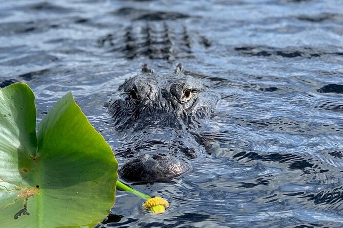 60 Minutes Small Group Everglades Airboat Ride in Miami - Included, Not Included, and What You Should Plan to Bring