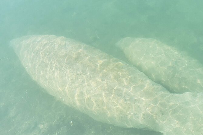 Beginner Friendly Island Snorkeling - Sandspur Island and the Raccoons: The Wildlife Stop You’ll Remember