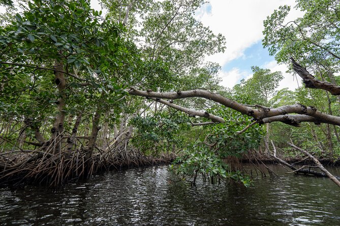 Clear Kayak Tour in North Miami Beach - Mangrove Tunnels - What you might see: birds, tree crabs, iguanas, and more