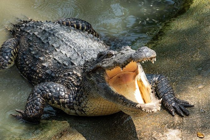 Depart from Miami to discover the Everglades with Airboat tour included! - The wildlife show: why it fits this kind of Everglades day