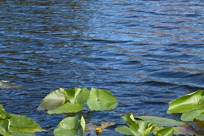 Everglades Airboat Adventure with Roundtrip Bayside Transfer - Price and value: what $69.99 really covers