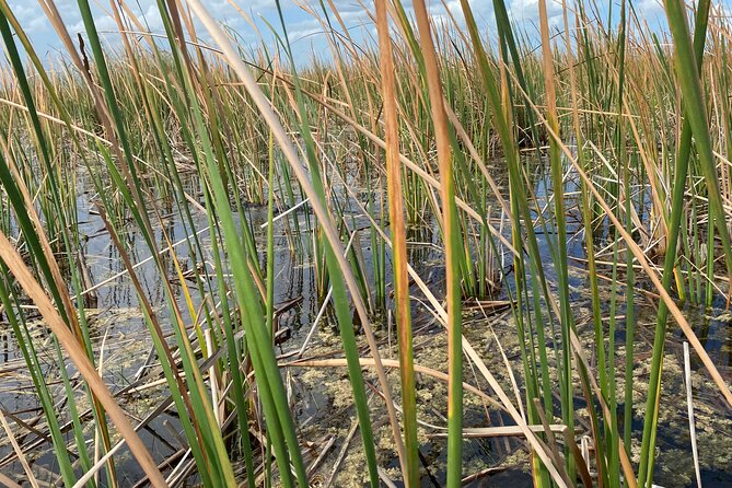 Everglades Airboat Adventure with Roundtrip Bayside Transfer - FAQ