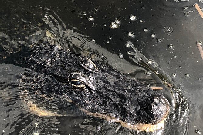 Everglades Airboat Experience – Wildlife & Wetlands - After the boat: alligator show and time inside the wetland park area