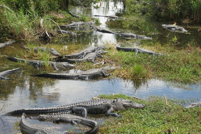 Everglades Airboat Experience – Wildlife & Wetlands - The 40-minute airboat ride: what you are really buying