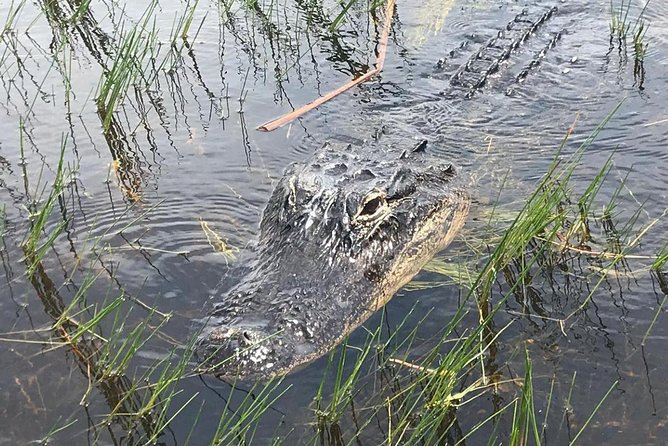 Everglades Airboat Safari Adventure with Transportation - Price and Value: Why $35 Can Be Great, and When It Stops Being Great