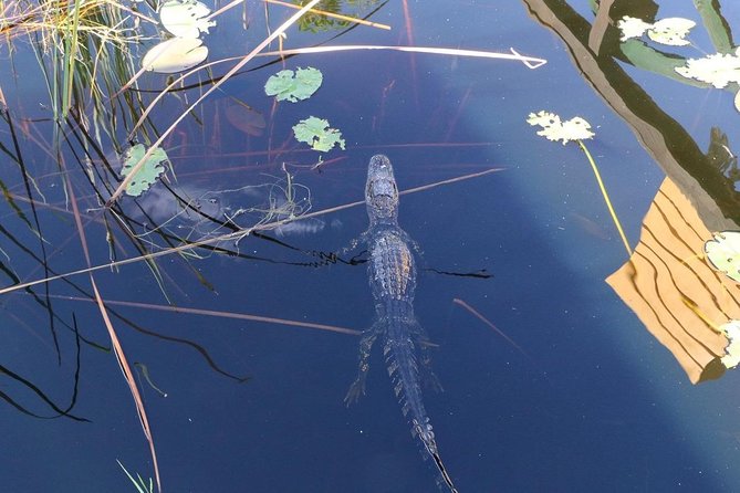 Everglades Airboat Safari Adventure with Transportation - The Airboat Ride: What the 40 Minutes Feels Like Up Close