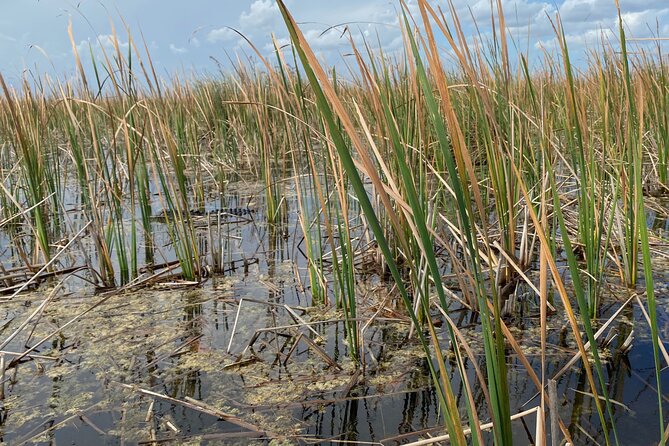 Everglades Airboat Tour with Roundtrip Transportation from Miami - Alligator Show and the Story Behind Their Recovery