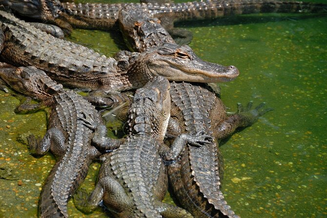 Everglades Airboat Tour with Roundtrip Transportation from Miami - Value at About $18: What You Get and What You’ll Need