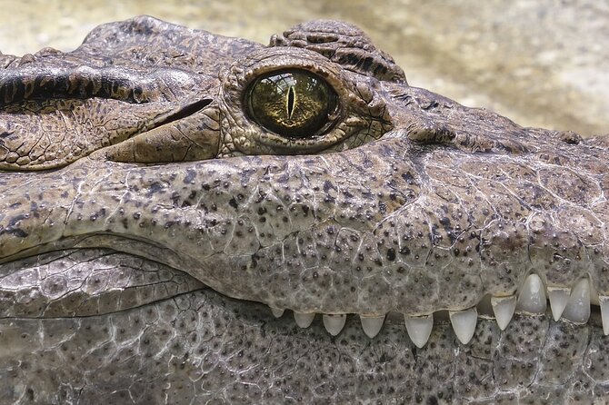 Everglades Airboat Tour with Roundtrip Transportation from Miami - Who This Tour Fits Best (and Who Should Rethink It)