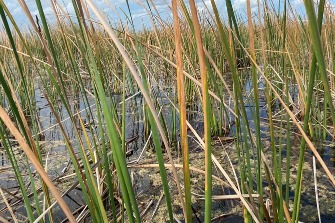 Everglades Airboat Tour with Roundtrip Transportation from Miami - Should You Book the Everglades Airboat Tour from Miami?