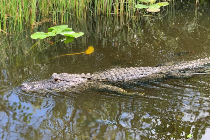 Everglades Airboat, Wildlife Show, and Roundtrip Bus From Miami - The Alligator and Wildlife Show: Short, Useful, and Sometimes Polarizing