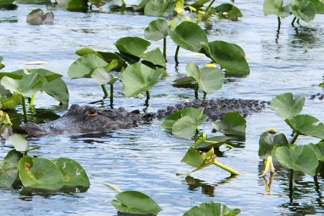 Everglades Alligator Airboat Tour with Bus transfer from Miami - Timing Reality: Waiting At the Park, Then Getting Back To Miami