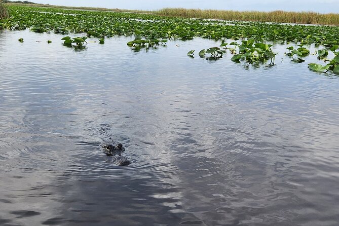 Everglades Alligator Airboat Tour with Bus transfer from Miami - Who This Tour Fits Best (And Who Should Skip It)