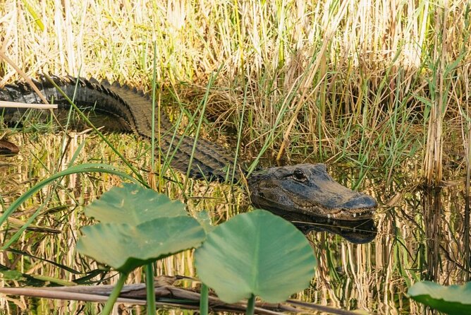 Everglades at Night with Airboat and Alligators Tour From Miami - Nighttime Airboat Basics: what you are really booking