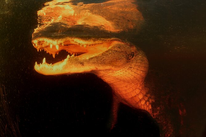 Everglades at Night with Airboat and Alligators Tour From Miami - The alligator learning stop: why the show helps (a lot)