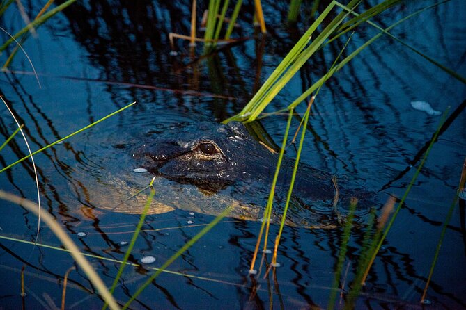 Everglades at Night with Airboat and Alligators Tour From Miami - Price and value: is $49 worth it from Miami?