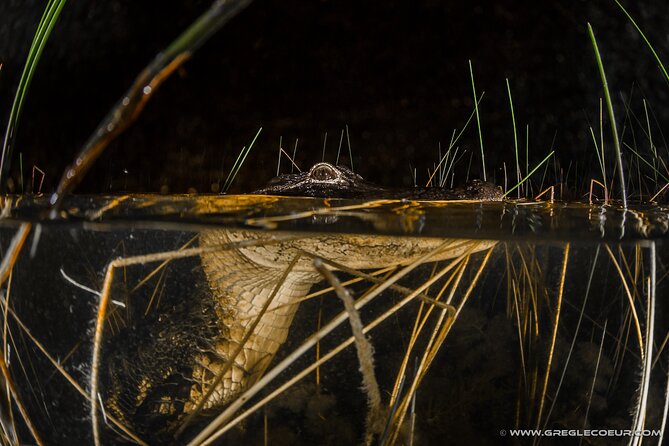 Everglades at Night with Airboat and Alligators Tour From Miami - Who should book this Everglades at Night airboat and alligator tour