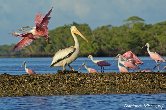 Everglades Birding, Dolphin and Wildlife Boat Tour (2 hours) - What to bring (and why your photo gear will matter)