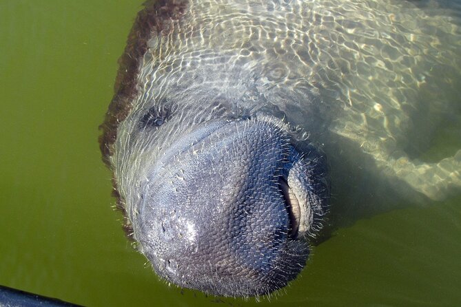 Everglades Birding, Dolphin and Wildlife Boat Tour (2 hours) - Price and value: is $119.95 for two hours worth it?