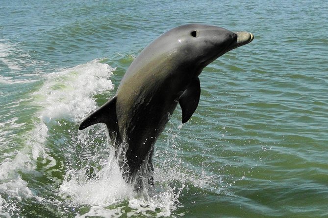 Everglades Birding, Dolphin and Wildlife Boat Tour (2 hours) - Who this tour suits best, and who should pass