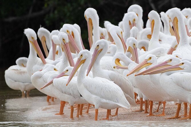 Everglades Birding, Dolphin and Wildlife Boat Tour (2 hours) - What you can realistically spot: dolphins, birds, and manatees