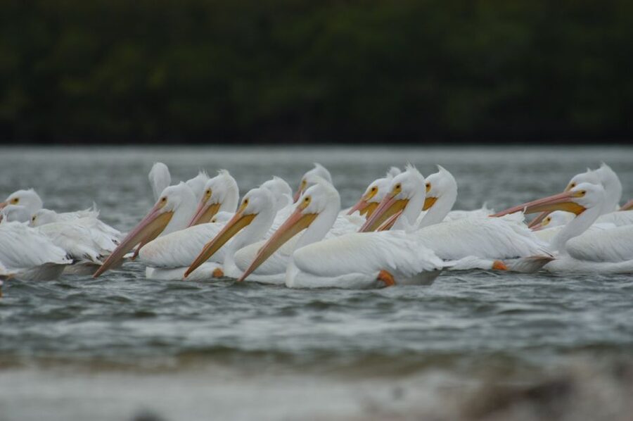Everglades: Birding, Wildlife, and Photography Expedition - Key reasons this trip works so well for birding and photos