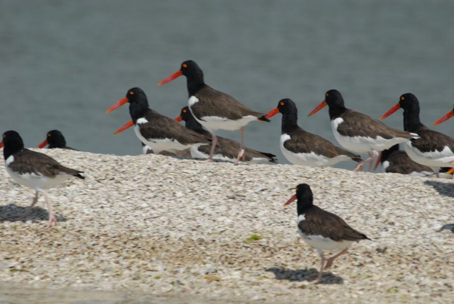 Everglades: Birding, Wildlife, and Photography Expedition - Boat time on a stable platform built for cameras