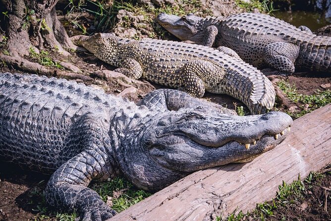 Everglades, Boat Cruise & Open-Top Bus Tour From Miami - Price and value: $99 can be a deal, if you do all three