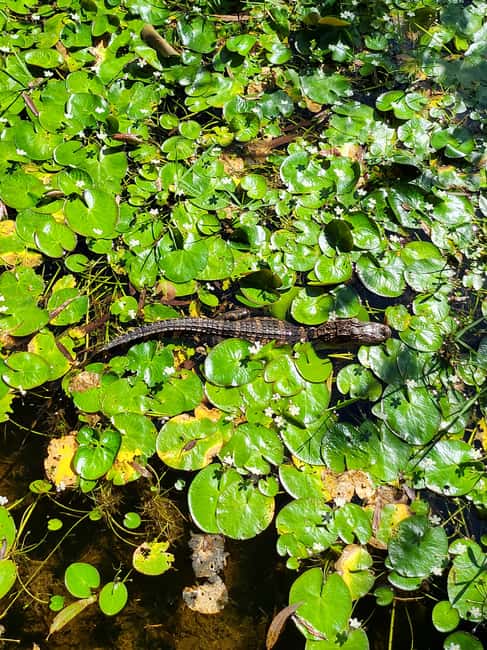 Everglades: boat tour with transportation& entrance included - Free time at the park, walking around, and shopping without stress