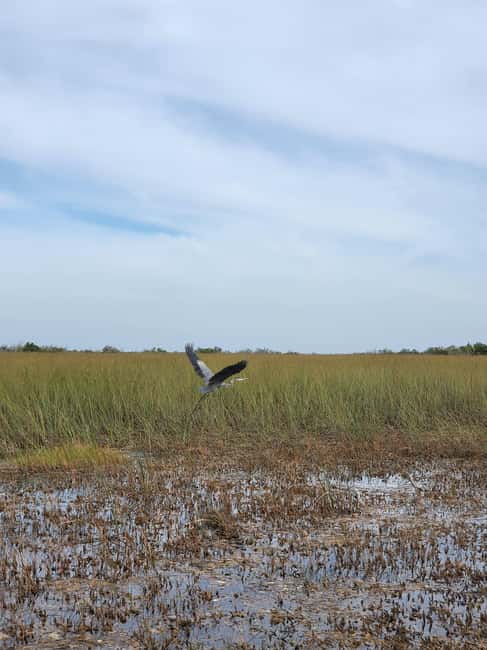 Everglades: boat tour with transportation& entrance included - Quick reality check on language and guide roles