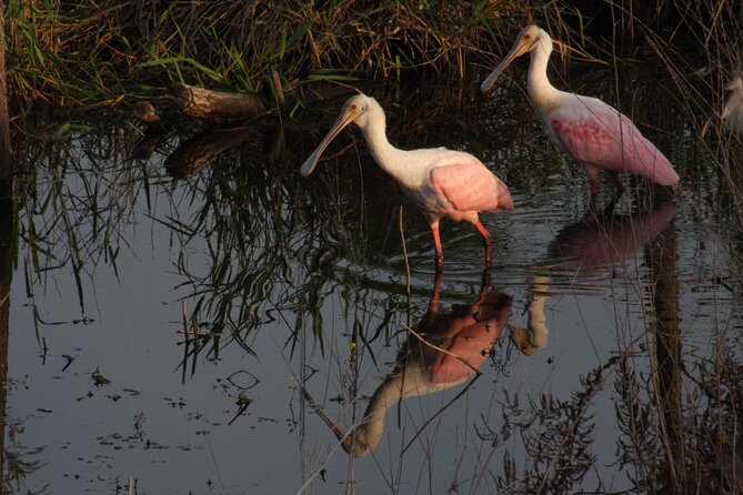 Everglades Day Safari from Miami - Everglades National Park Airboat Ride: Fast, Loud, and Great for Quick Sightings