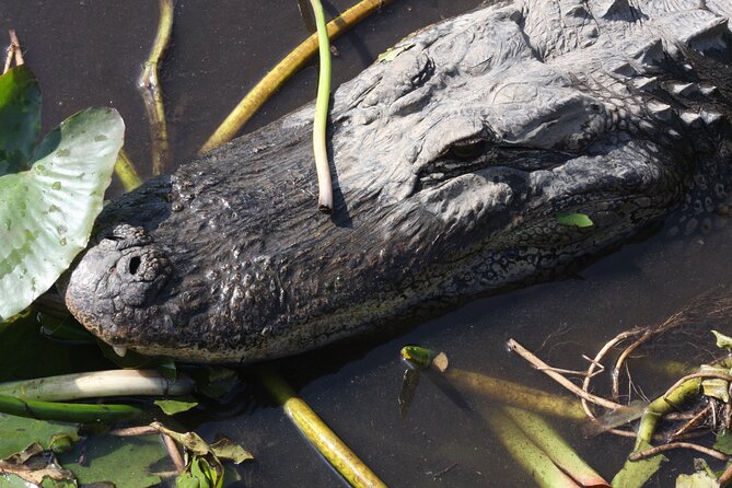 Everglades Day Safari from Miami - Stop 1 on the Tamiami Trail: Ecotour Through Sawgrass, Cypress, and Birds