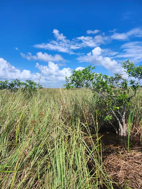 Everglades Eco Airboat Small-Group Tour & 2 Private Islands - Key points that make this tour worth your time