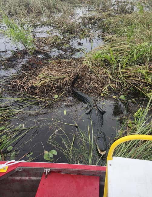 Everglades Eco Airboat Small-Group Tour & 2 Private Islands - Two private island stops: family history, rescued wildlife, and a short boardwalk
