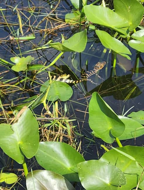 Everglades Eco Airboat Small-Group Tour & 2 Private Islands - The Miccosukee village visit: shopping time plus a guided cultural stop