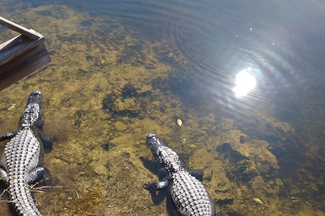 Everglades Eco Airboat Tour-Small Group & 2 Private Islands - Miami to the Everglades, With Real Stories in the Van