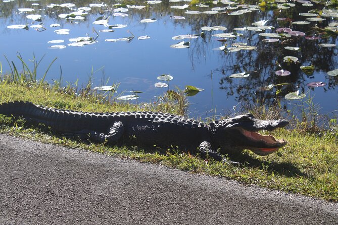 Everglades Eco Airboat Tour-Small Group & 2 Private Islands - Should You Book This Everglades Eco Airboat Tour?