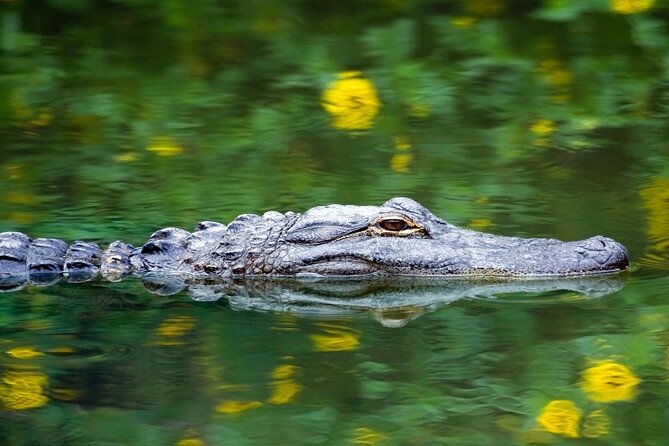 Everglades Express From Miami with Safari Airboat Ride - Guides and Pacing: The Human Touch That Gets Mentioned