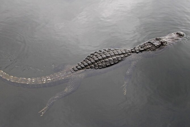 Everglades Express From Miami with Safari Airboat Ride - Practical Tips That Make the Day Easier