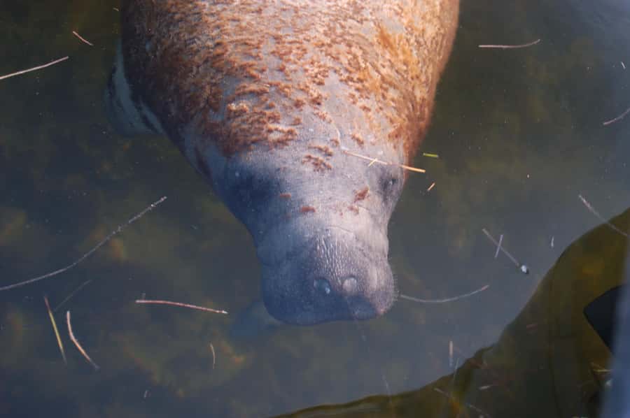 Everglades National Park: 2 hour Dolphin & Birding Boat Tour - Key things to know before you board