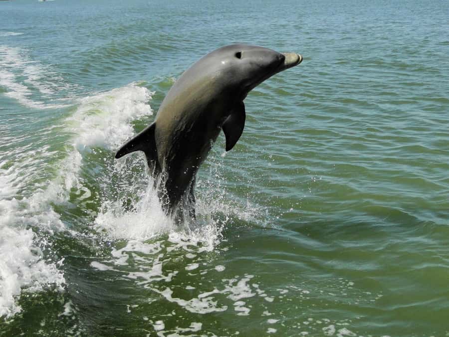 Everglades National Park: 2 hour Dolphin & Birding Boat Tour - Why the Everglades birding game is different