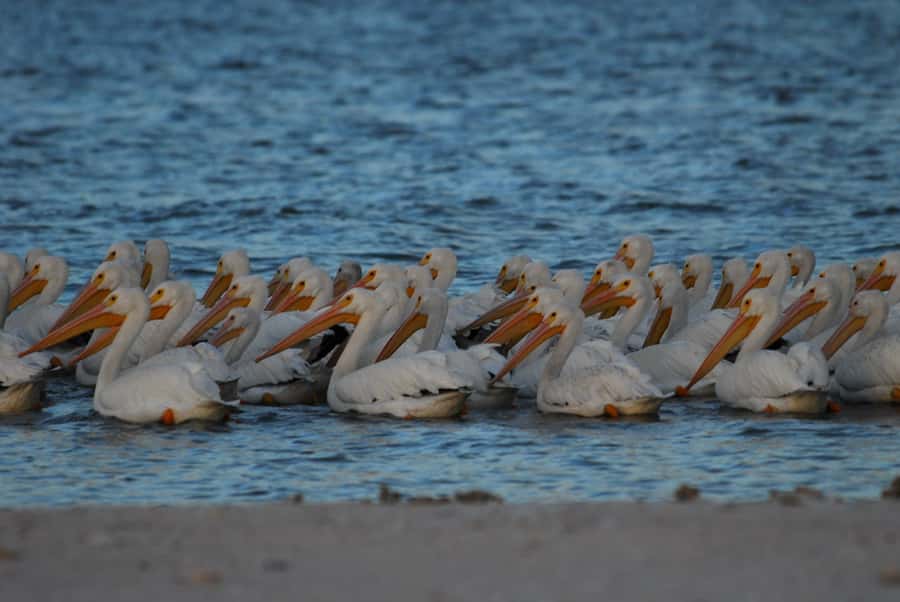 Everglades National Park: 2 hour Dolphin & Birding Boat Tour - The 2-hour experience flow (what you’ll do, in plain terms)