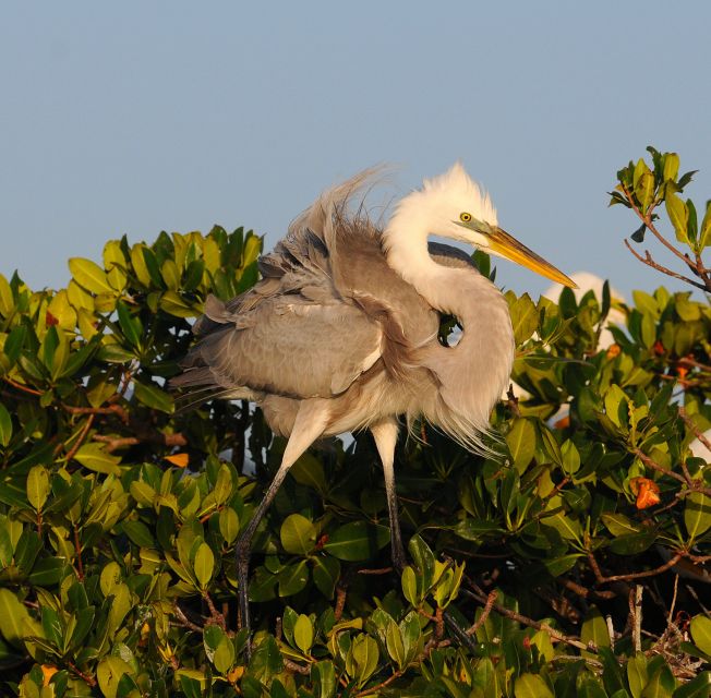Everglades National Park 3-Hour Kayak Eco Tour - From Parkway Motel & Marina to Chokoloskee, the Launch That Puts You in the Right Habitat