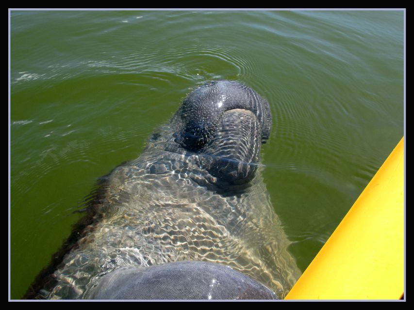 Everglades National Park 3-Hour Kayak Eco Tour - Florida Master Naturalists: How the Guide Changes What You See