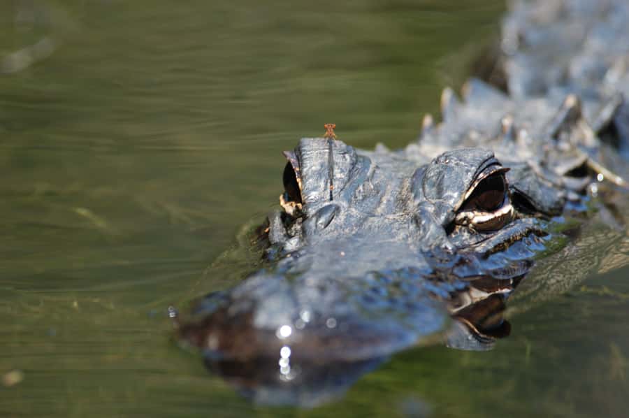 Everglades National Park: Mangrove Tunnel Kayak Eco-Tour - Key things I would focus on before you go