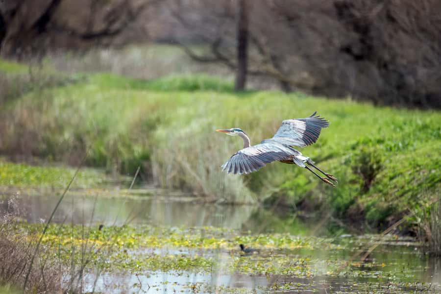 Everglades National Park: Mangrove Tunnel Kayak Eco-Tour - Wildlife spotting with a guide, not a guessing game